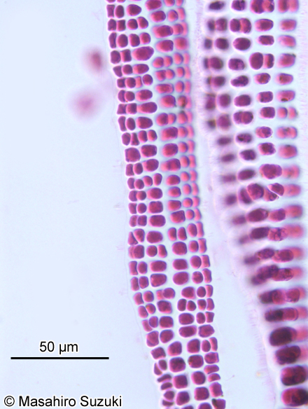 イソリボン Erythrotrichia incrassata